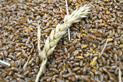 Продавцы зерна в госфонд столкнулись с проблемой его обратного выкупа