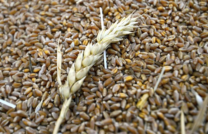 Обновленный госфонд примет зерно нового урожая-2022