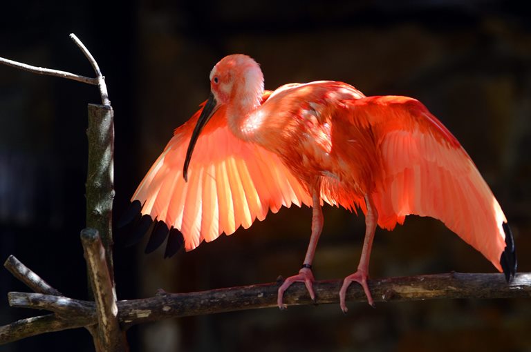 Алые ибисы прилетели в Новосибирский зоопарк самолетом из Чехии