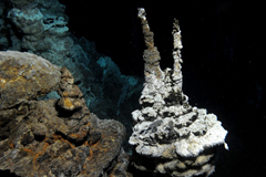 Ученые объявили об обнаружении недостающего звена эволюции