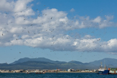 Япония заявила о готовности обсудить территориальные споры при визите Путина в Токио