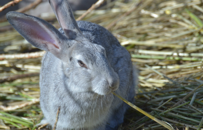 В Дании радиоведущий убил крольчонка в прямом эфире