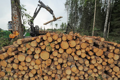 Финские эксперты рассказали о последствиях возможных ограничений в торговле лесом