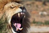 Иностранец застрелил на львином сафари живой символ Зимбабве