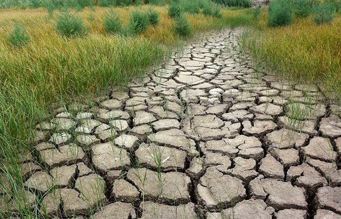 В РФ площадь гибели посевов от засухи выросла до 1,7 млн га