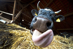 Почему власти хотят ограничить поголовье скота в ЛПХ