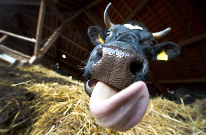 Почему власти хотят ограничить поголовье скота в ЛПХ