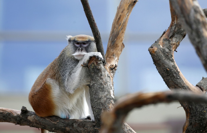 В Китае отряд обезьян зачистит улицы от птиц перед парадом
