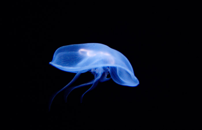 Одноклеточные паразиты оказались деградировавшими родственниками медуз