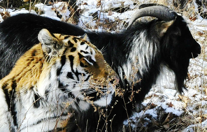 Тигра Амура в Приморском сафари-парке больше не будут кормить козами