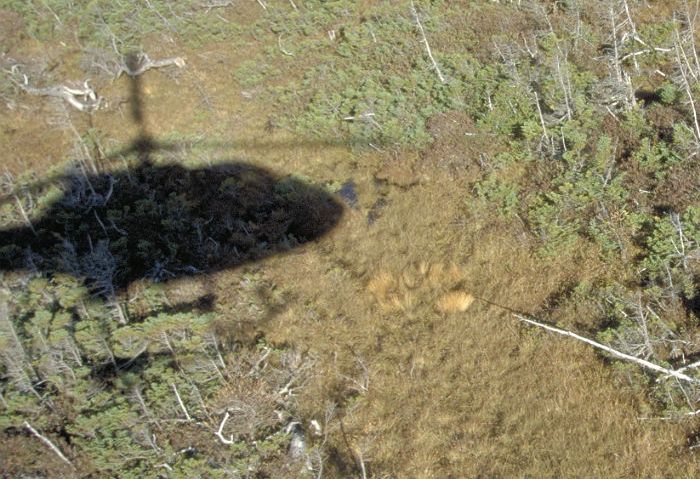 В ХМАО при крушении легкого вертолета погибли четыре человека