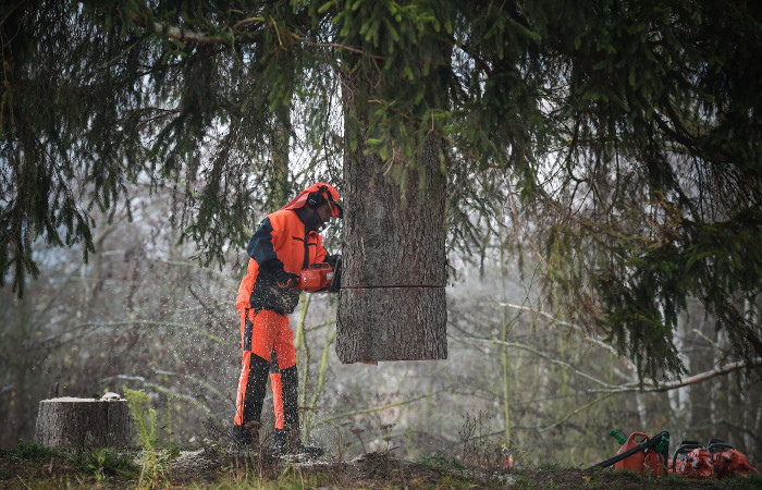 Полсотни срубленных елей обошлись жителю Кузбасса в полгода колонии