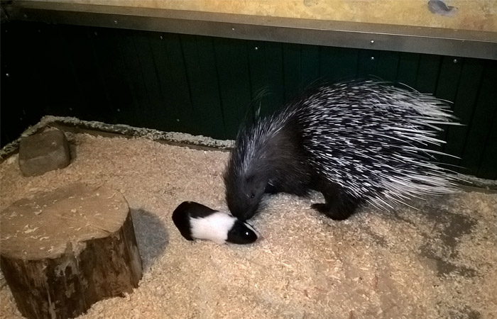 Дикобраз Матильда из екатеринбургского парка бабочек влюбилась в морского свина