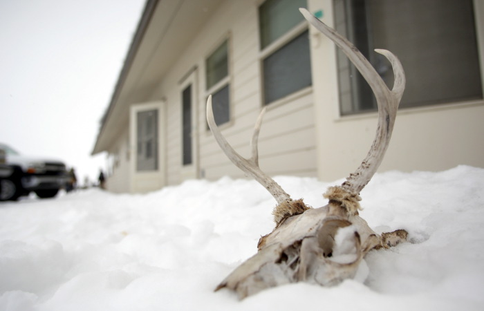 В эстонском парке развлечений насмерть закормили двух северных оленей