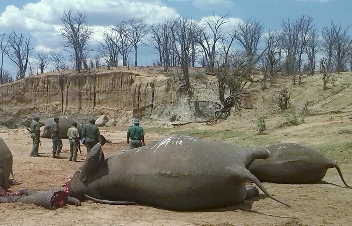 Малийские слоны оказались на грани исчезновения