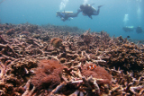 Биологи МГУ обнаружили в Красном море новые светящиеся существа