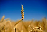 Зерновой союз признал использование в выпечке предназначенной скоту пшеницы