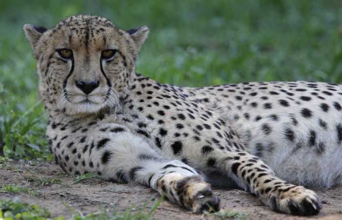 Российские ученые расшифровали геном гепарда