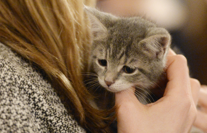 Жильцов дома в Биробиджане эвакуировали из-за сумки с котятами