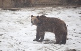 В Грузии пересчитают томящихся в неволе медведей