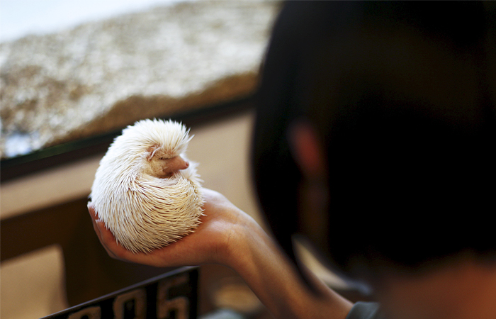 В Токио открылось кафе с ежиками
