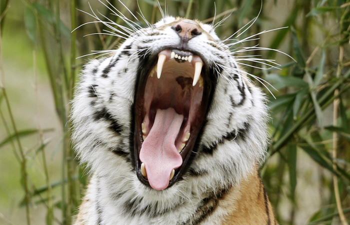 Тигр из зоопарка Барнаула напал на школьницу