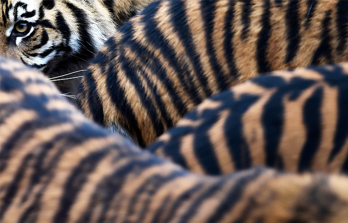 Впервые за 100 лет в мире зафиксирован рост числа тигров