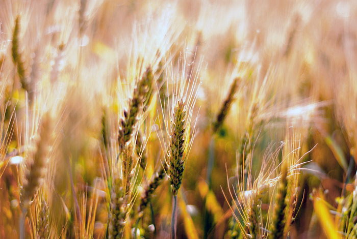 Эксперт не исключил опережения Россией США по объему экспорта пшеницы