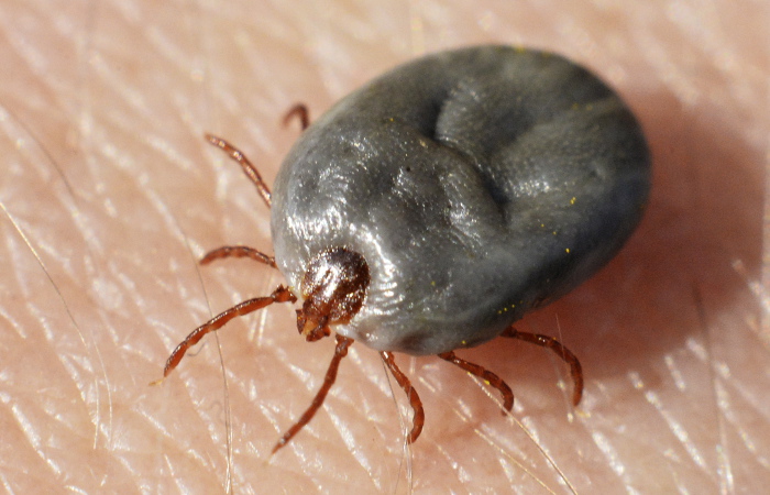 От клещей пострадало вчетверо больше россиян по сравнению с прошлым годом