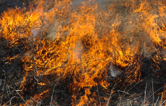 В Приамурье из-за сложной пожароопасной обстановки ввели режим ЧС