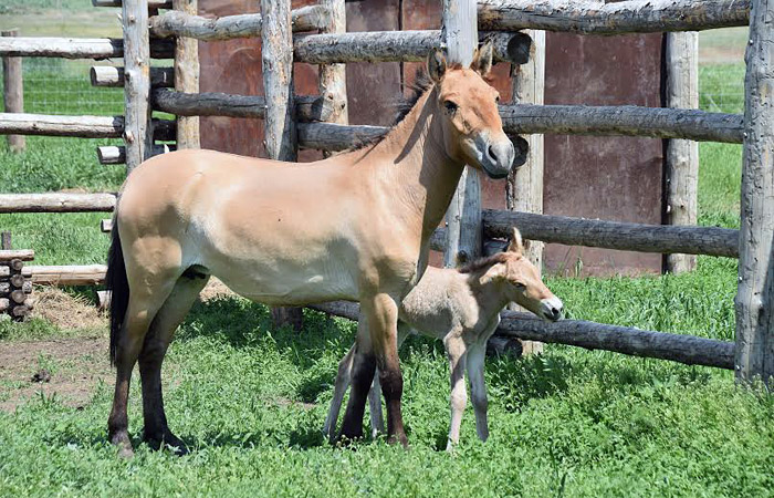 Под Оренбургом впервые родился жеребенок лошади Пржевальского