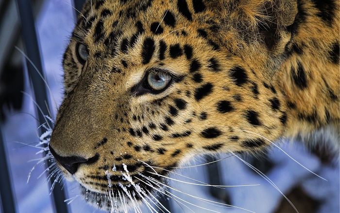 Пострадавший от браконьеров леопард стал участником программы разведения в Москве