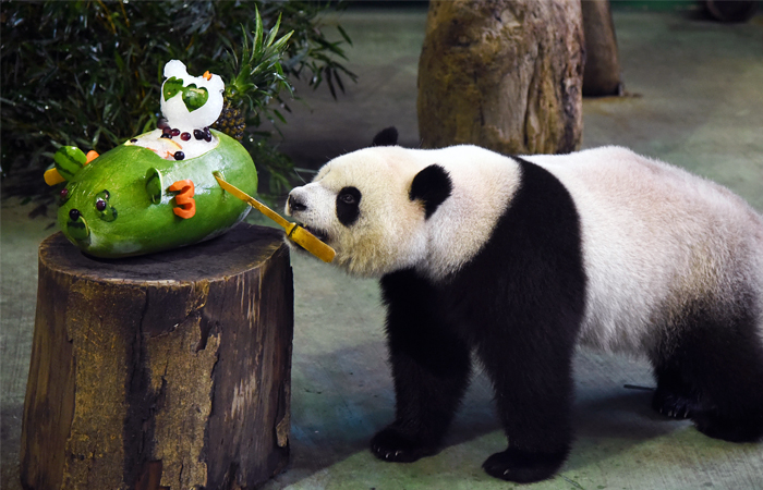 В зоопарке Тайбэя отметили третий день рождения гигантской панды по кличке Юаньцзай