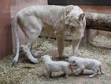 Белая львица Клеопатра в зоопарке Тбилиси родила тройню