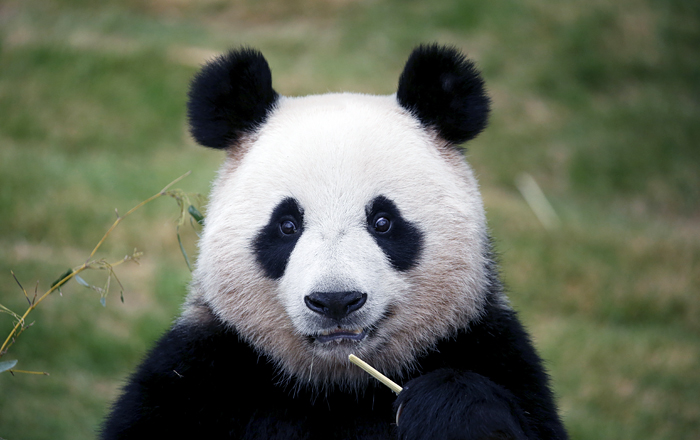 Большую панду исключили из списка вымирающих видов
