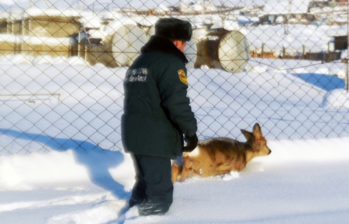 Алтайские спасатели вытащили застрявшую в глубоком сугробе косулю