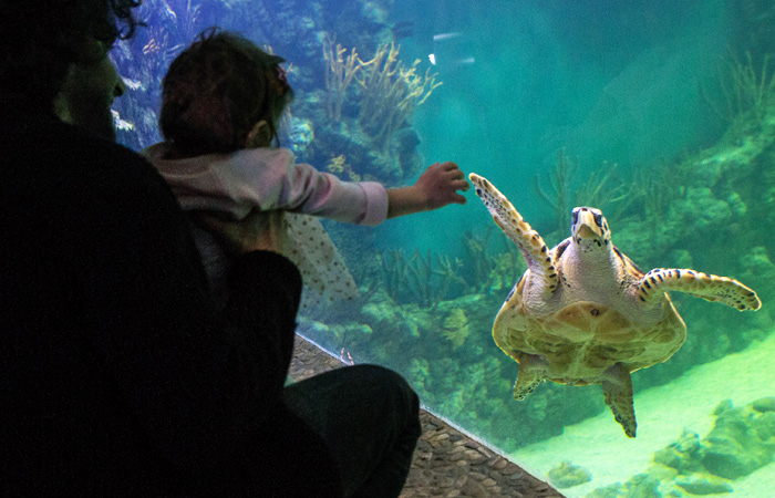 Крупнейший в Подмосковье океанариум "Крокус Сити"  площадью более 12 тыс. кв. метров открылся в Красногорске. Ежемесячно его смогут посещать до 200 тыс. посетителей. Экспозиция океанариума разделена на две основные части: морская и пресноводная фауна. В нем представлены более 5 тысяч видов различных представителей живого мира, обитающих в Индийском, Тихом и Атлантическом океане, в Японском, Белом, Черном и Красном морях, на Большом Барьерном рифе, в водах Амазонки, а также в реках и озерах Европы и России.