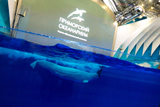 Сивуч и дельфины в Приморском океанариуме погибли насильственной смертью