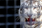Цирковых белых тигров бросили на трассе в Оренбургской области