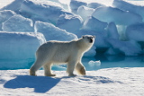 Россия и семь стран договорились о сотрудничестве в Арктике
