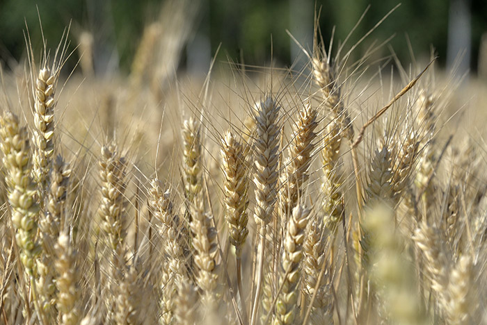 Стороны конфликта в Донбассе договорились о "хлебном перемирии"