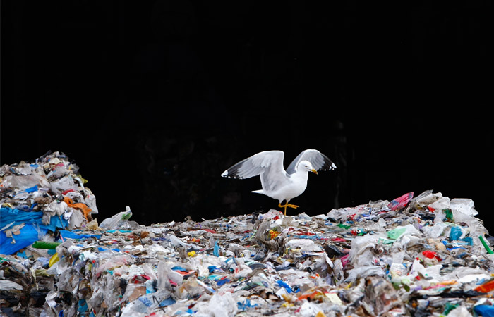 Путин поручил проверить эксплуатирующие мусорный полигон в Балашихе организации