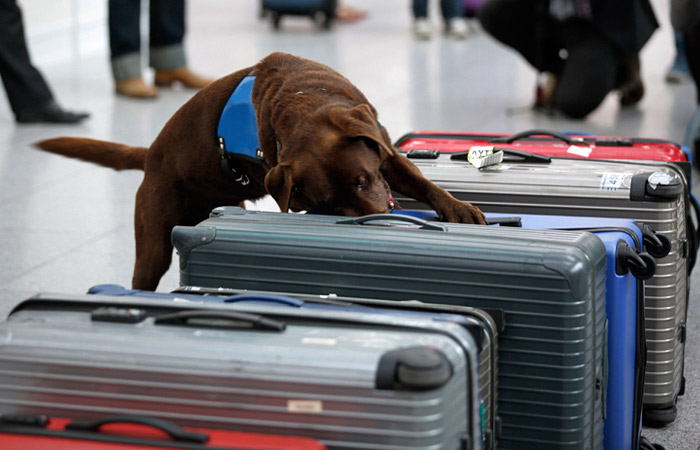 Источник сообщил о введении новых проверок на прямых рейсах из РФ в США