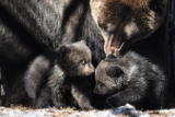 В Приморье обнаружили рекордный выводок из пяти медвежат