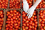 РФ и Турция подготовили решение о возможности поставок томатов с 1 ноября