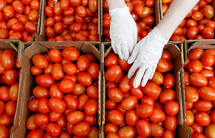 РФ и Турция подготовили решение о возможности поставок томатов с 1 ноября