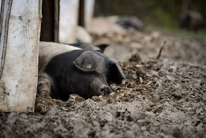 Правительство РФ распространило действие продэмбарго на поставки живых свиней