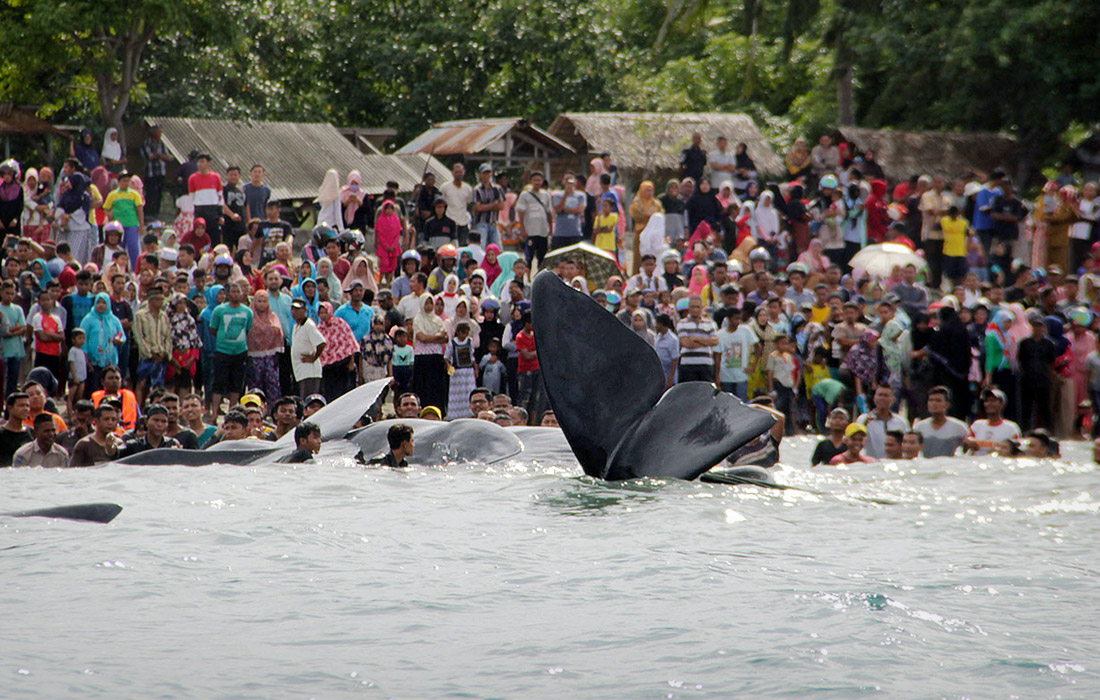 На пляже собралась толпа зевак, с интересом наблюдавших за происходящим