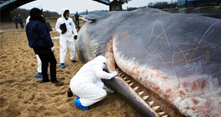 Фотохроника 8 декабря