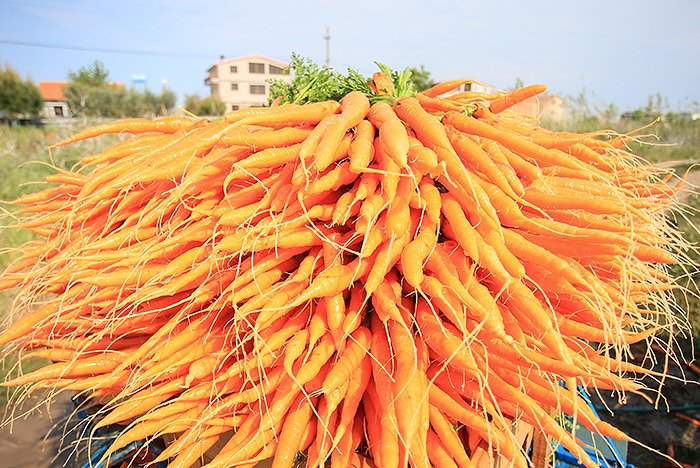 Только 8% европейских поставщиков смогут вернуться на рынок РФ в случае снятия эмбарго